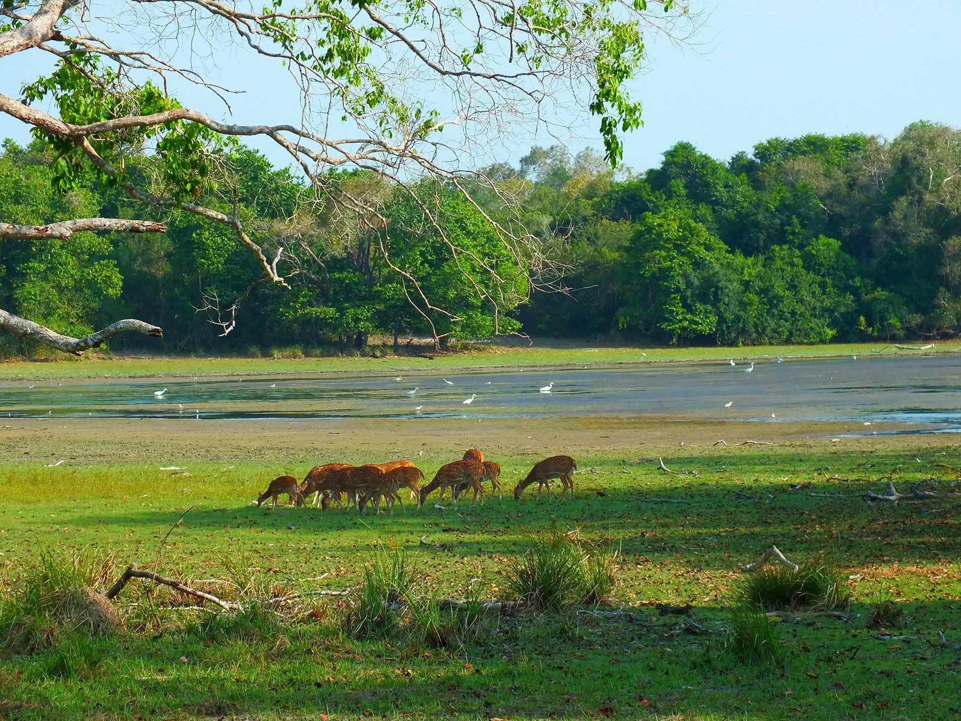 Wilpattu